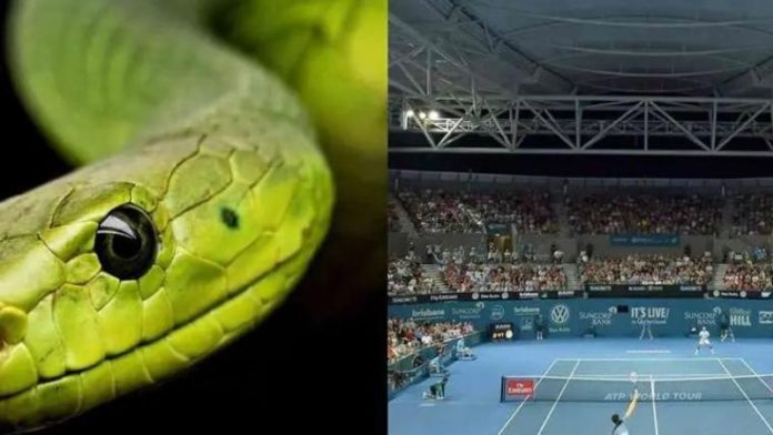 Una serpiente provocó que se suspendiera momentáneamente un juego clasificación previo al torneo de tenis ATP de Brisbane.