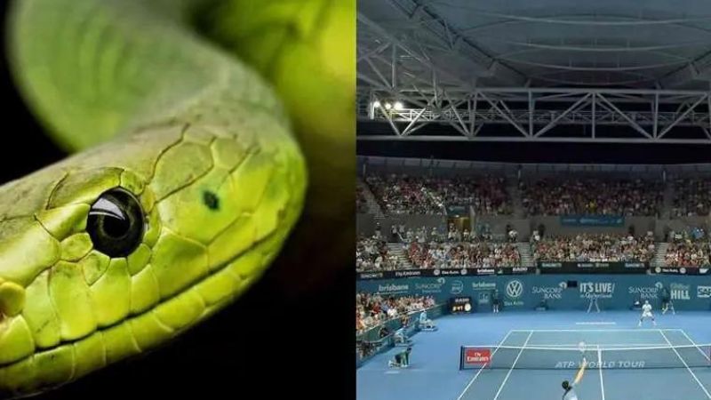 Una serpiente provocó que se suspendiera momentáneamente un juego clasificación previo al torneo de tenis ATP de Brisbane.
